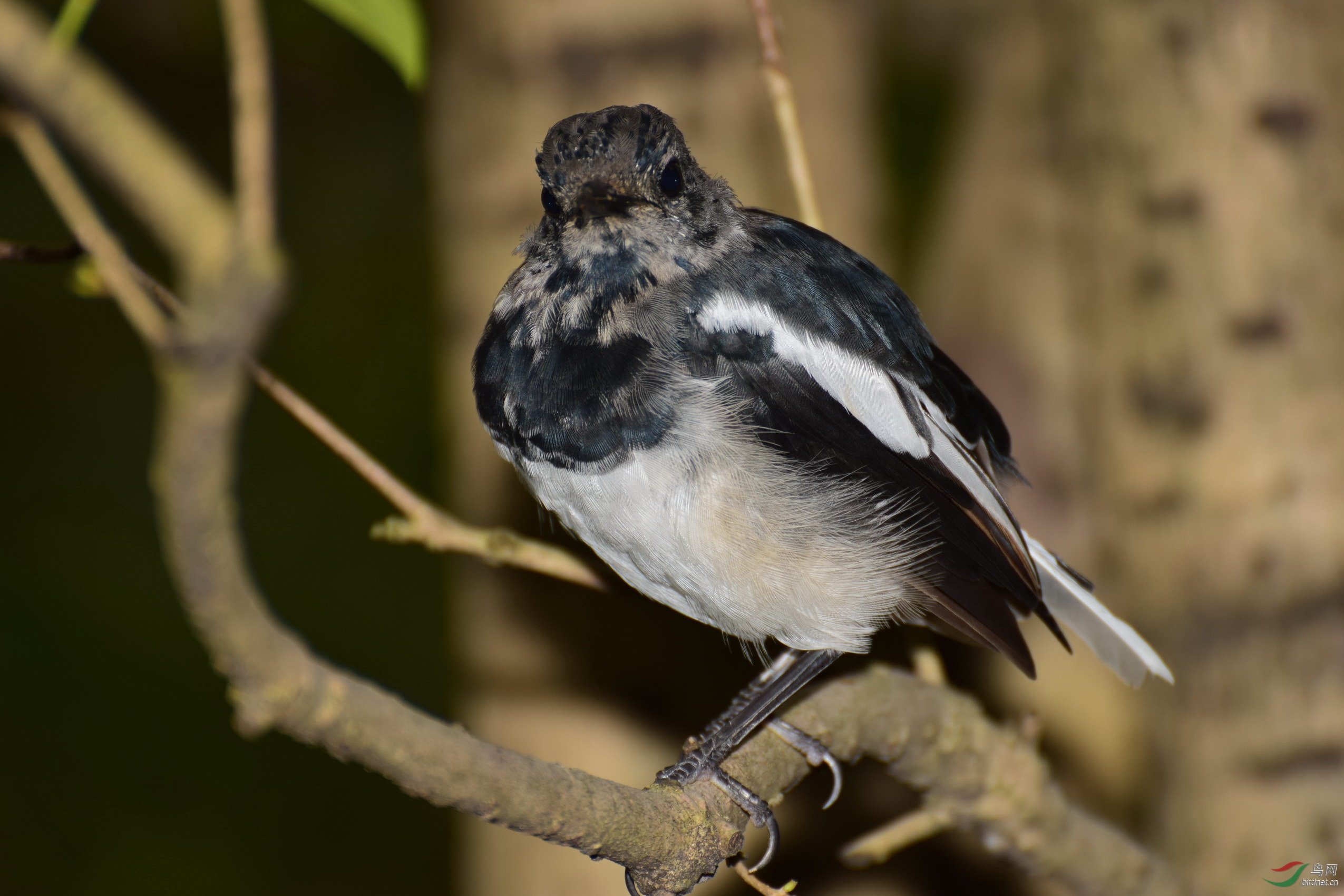 DSC_2603-2.JPG