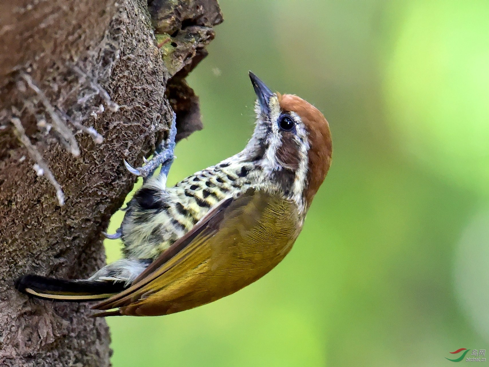 斑姬啄木鸟