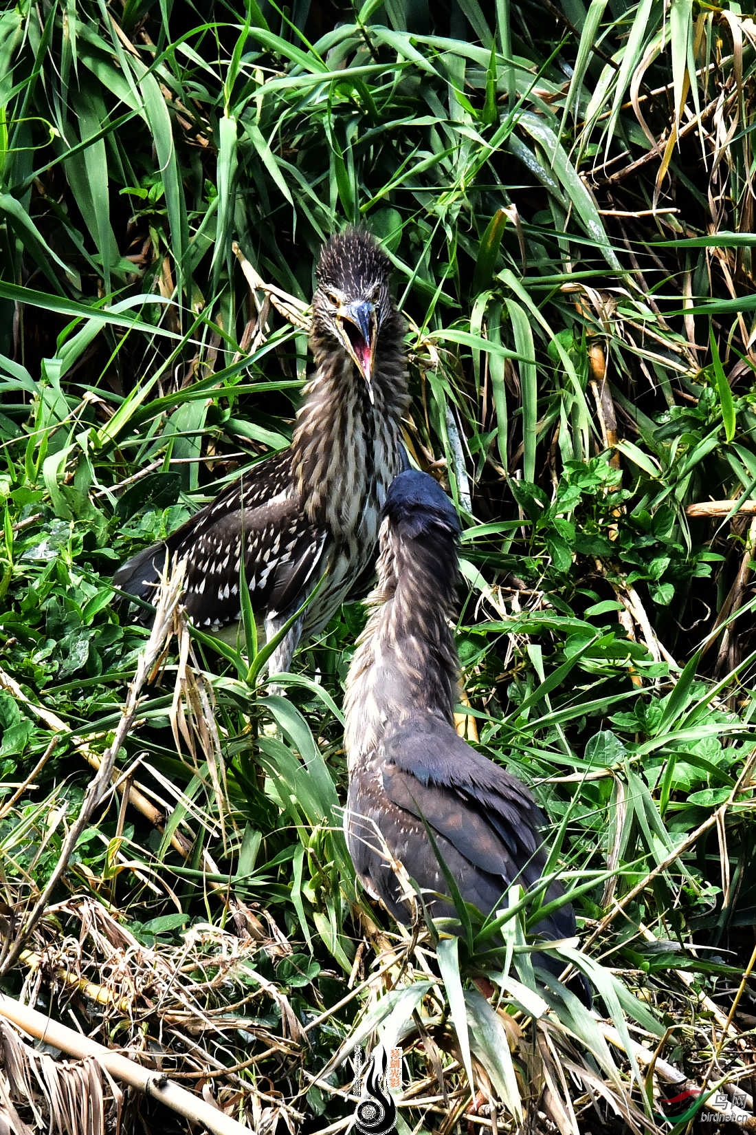 DSC_3490.JPG