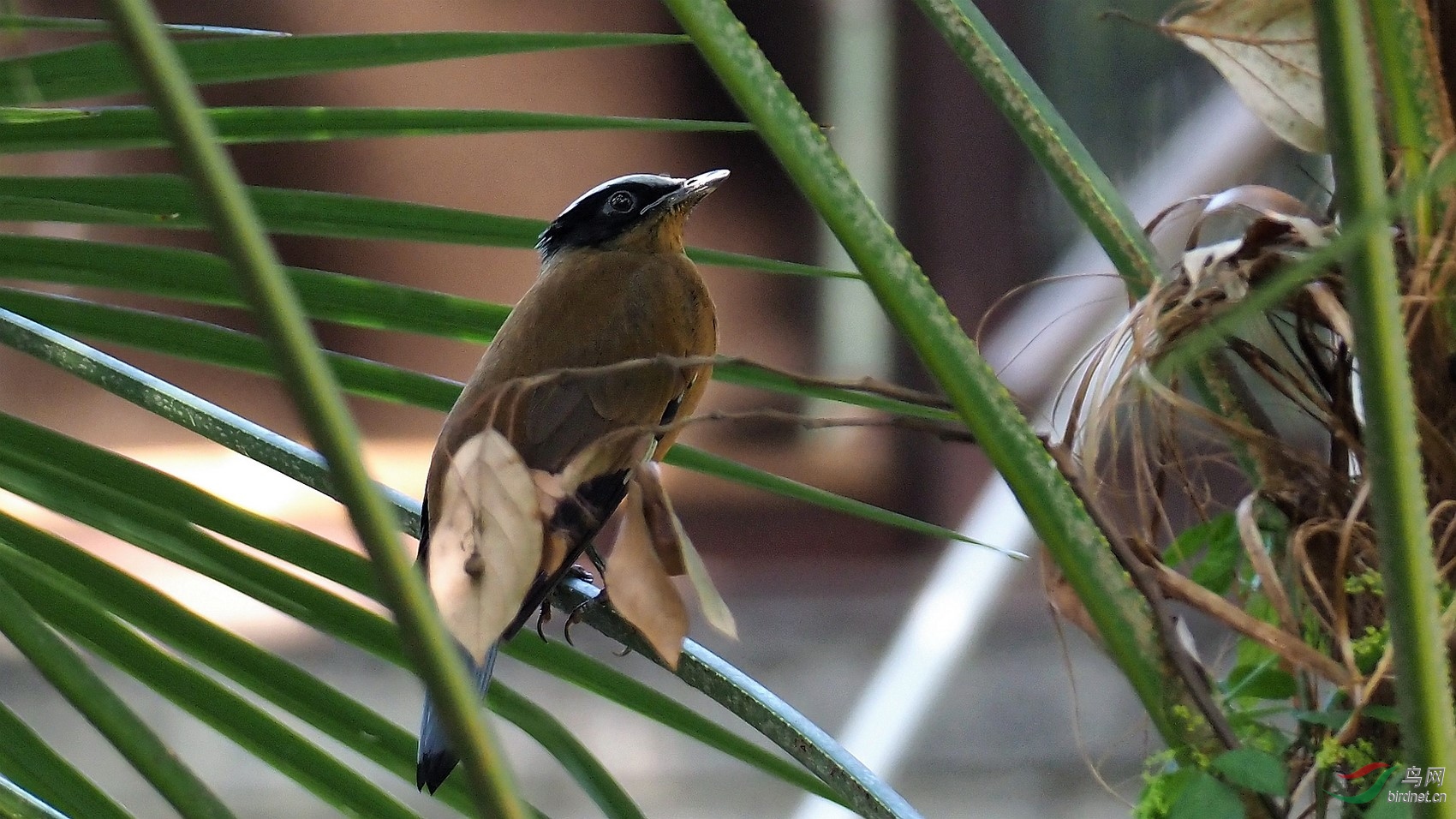 极为罕见的林鸟——紫宽嘴鸫(雌鸟)