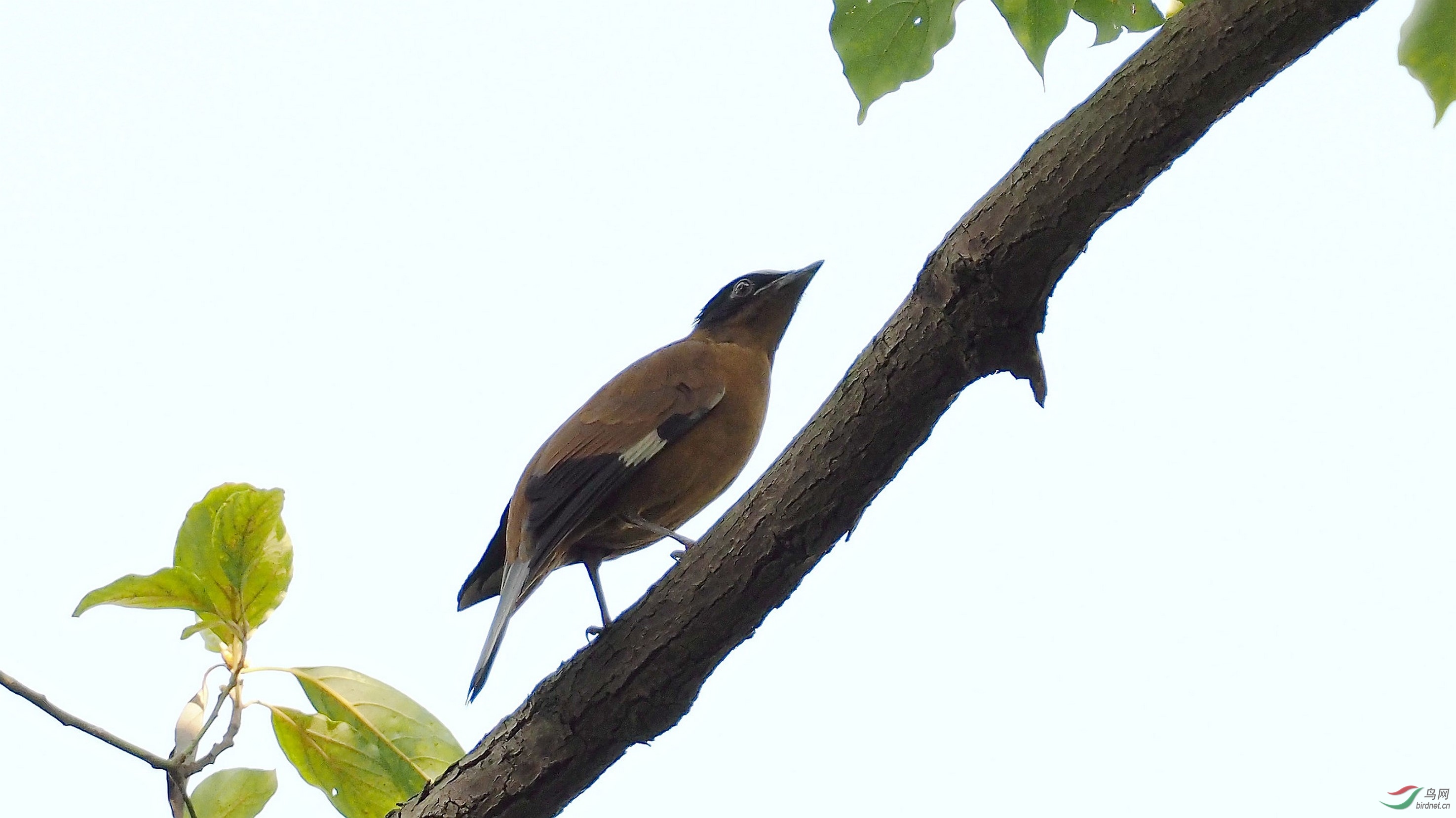 极为罕见的林鸟——紫宽嘴鸫(雌鸟)
