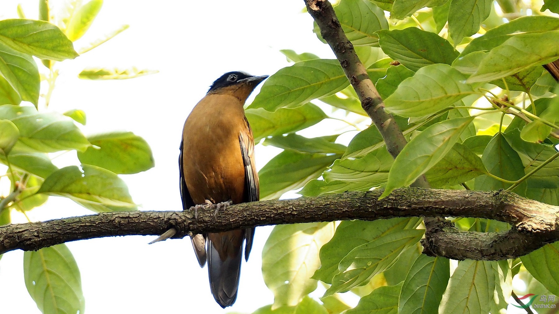 极为罕见的林鸟——紫宽嘴鸫(雌鸟)