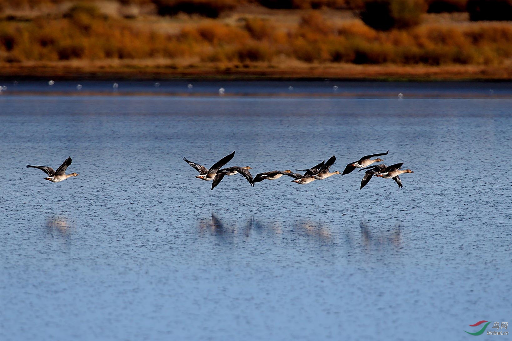 灰雁在湖面上飞过