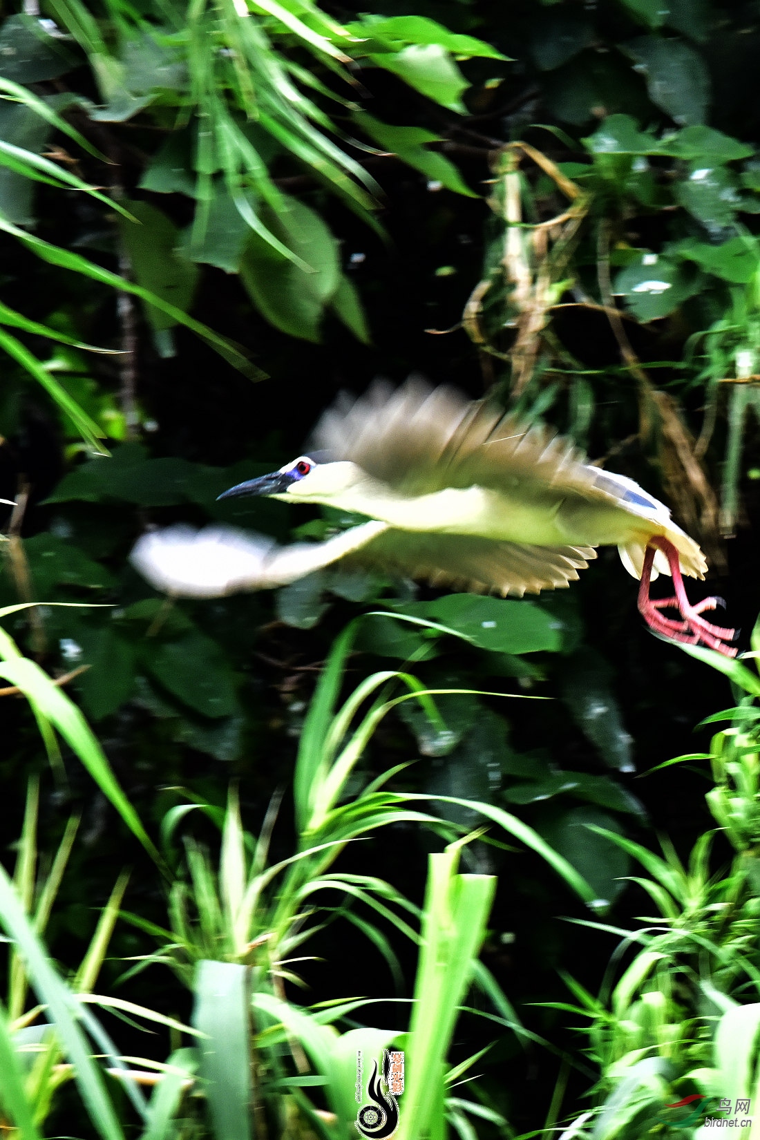 DSC_3528.JPG