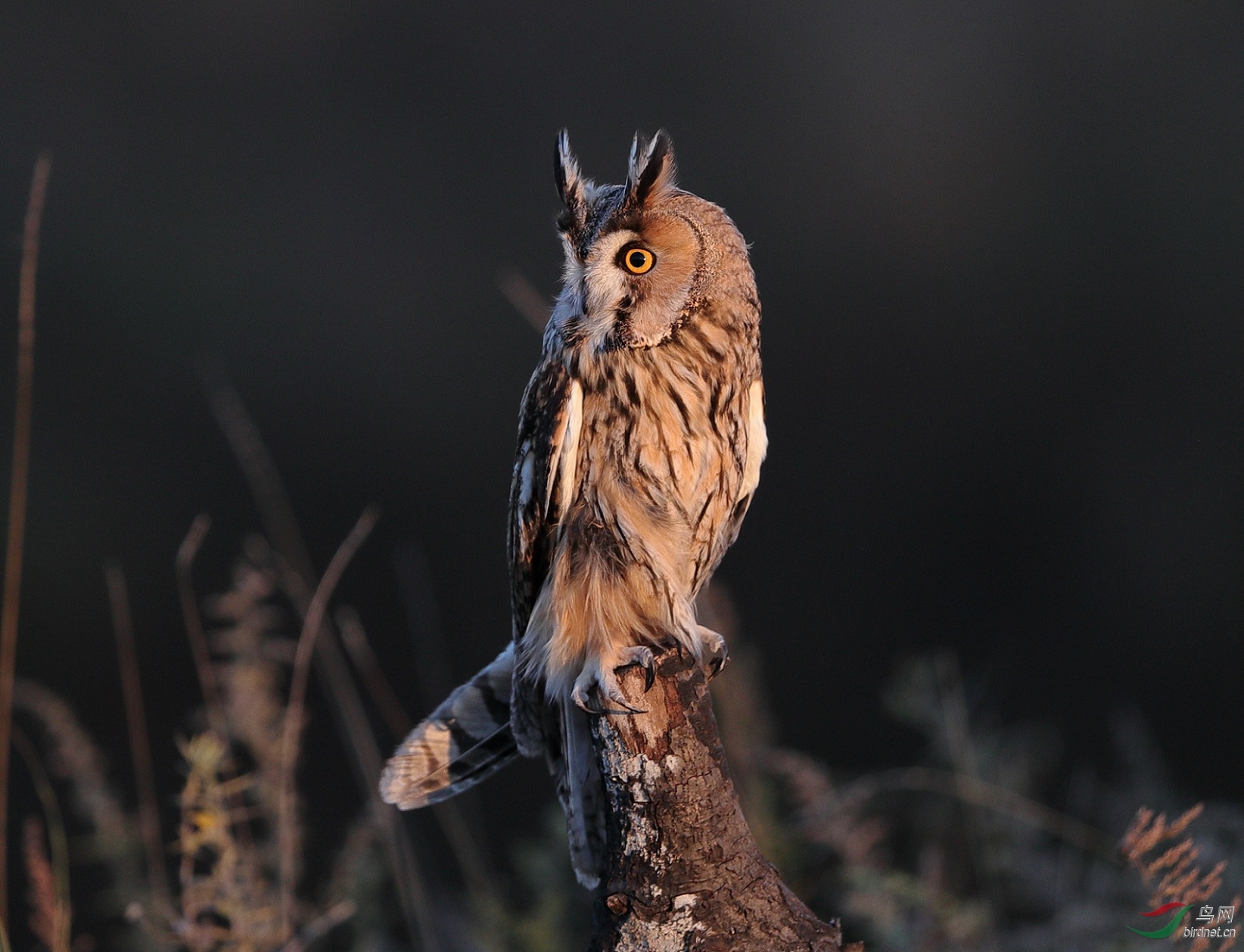 猛禽雕鸮~~~贺图1获《首页鸟类精华》