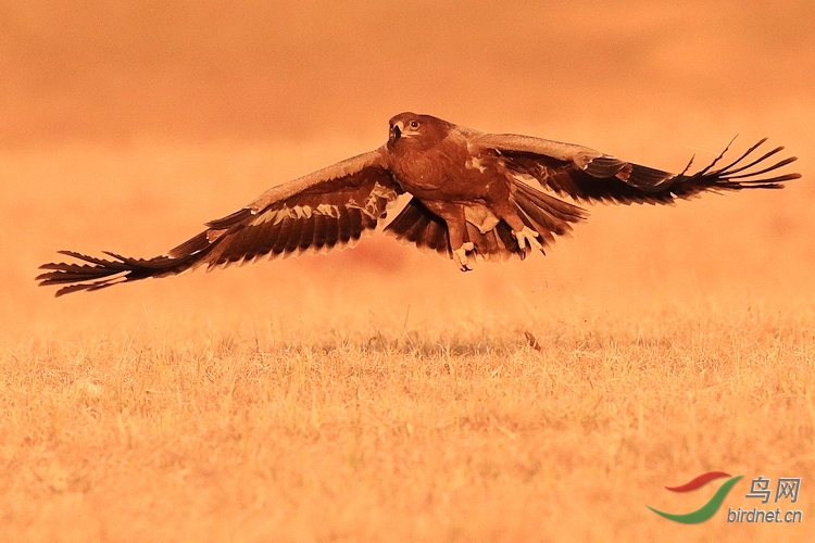 潘帕斯草原上的雄鹰图片