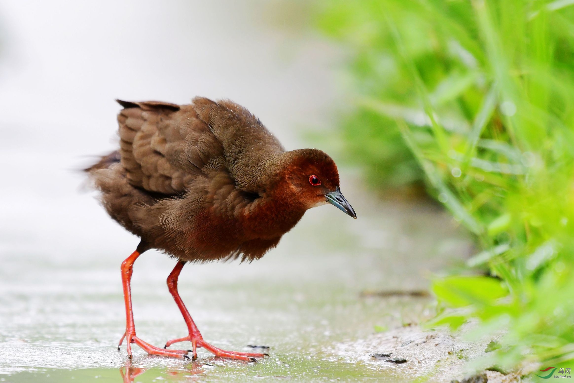红胸田鸡 054_副本.jpg