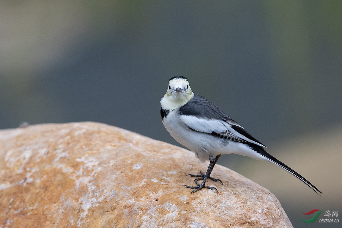 白鹡鸰 - 福建版 fujian 鸟网
