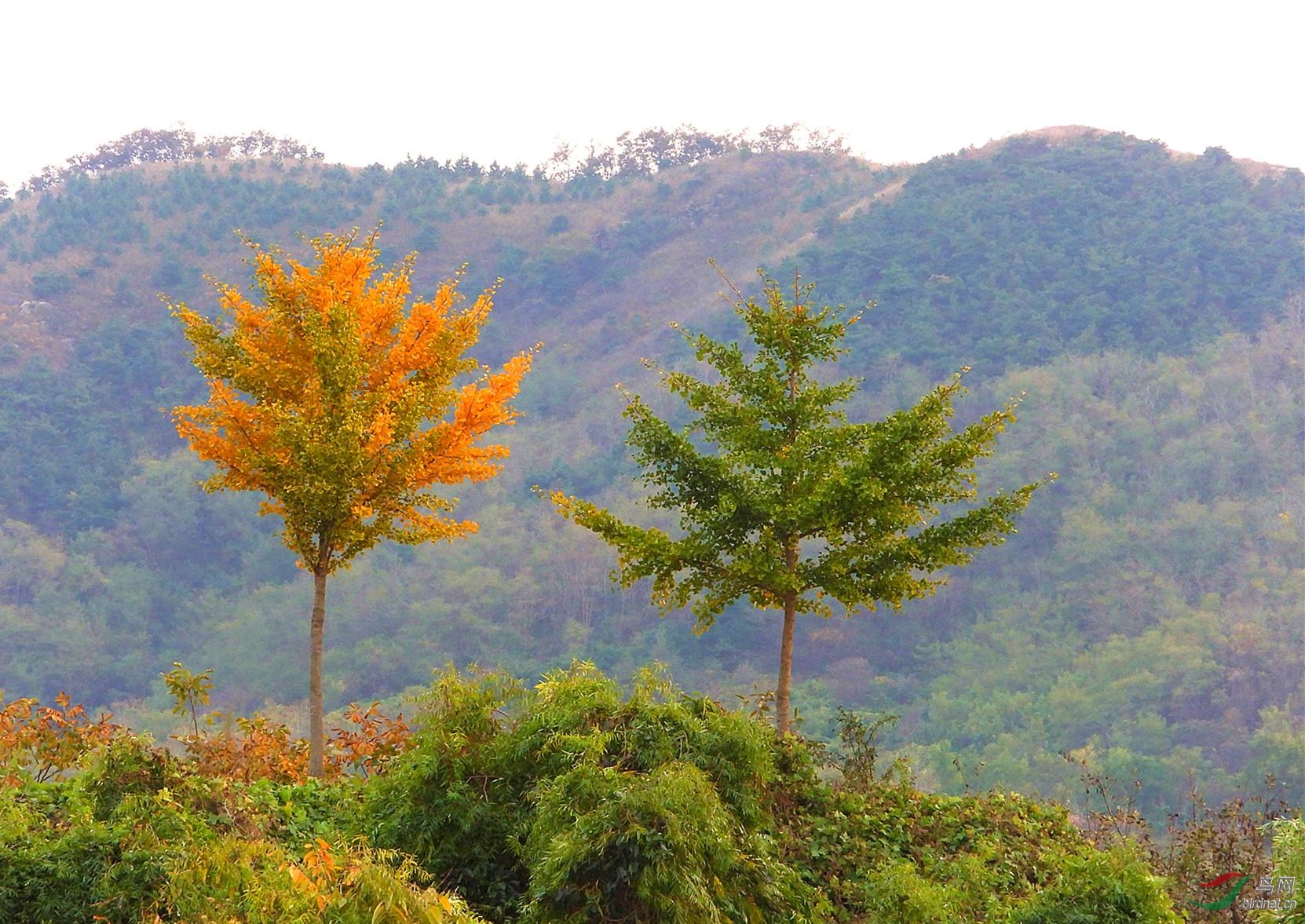 两棵树,相守相望