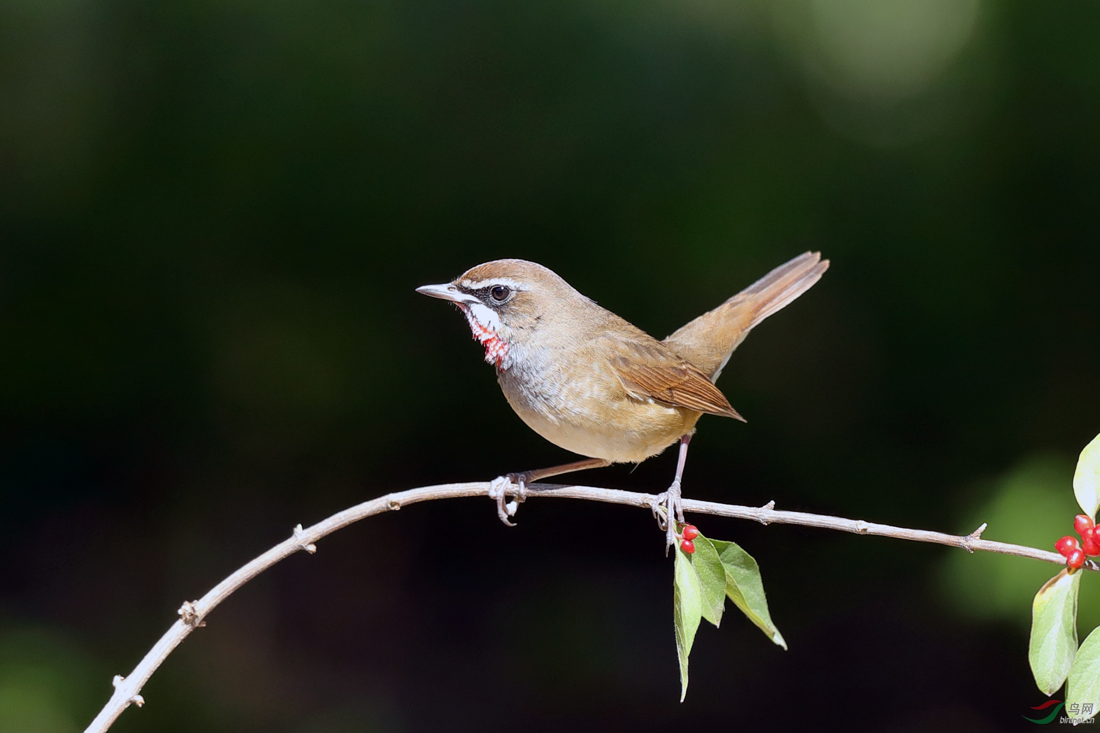 侧身照 —— 红喉歌鸲