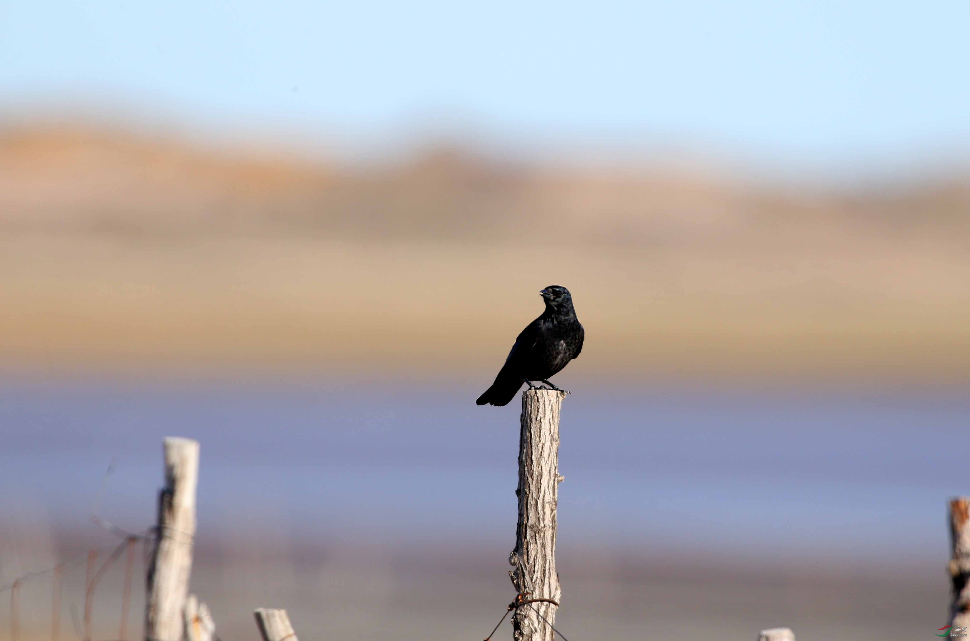 白勃的达乌里寒鸦和全黑的寒鸦