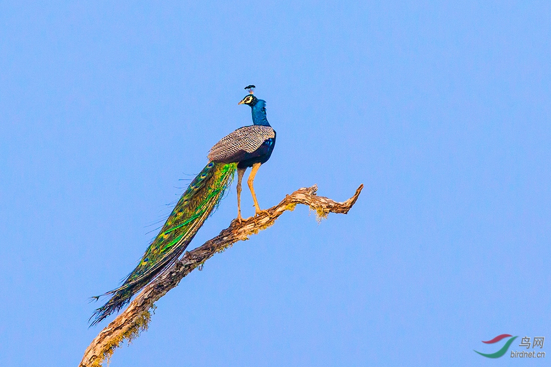 高瞻远瞩斯里兰卡绿孔雀