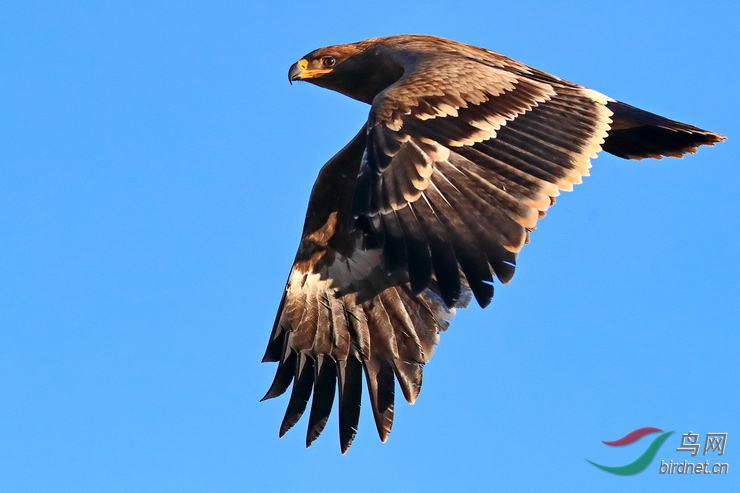 蓝天中翱翔的大雕