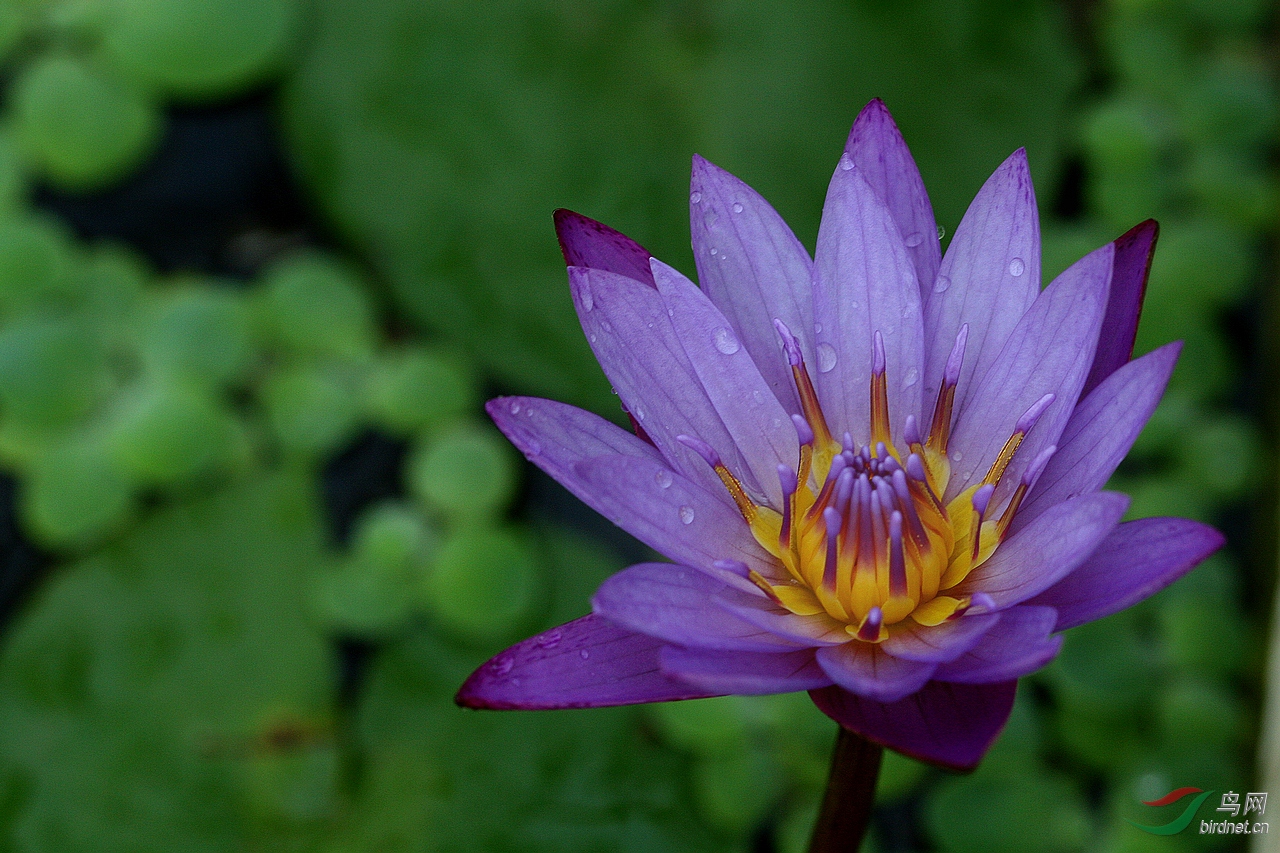 南植的香水睡莲