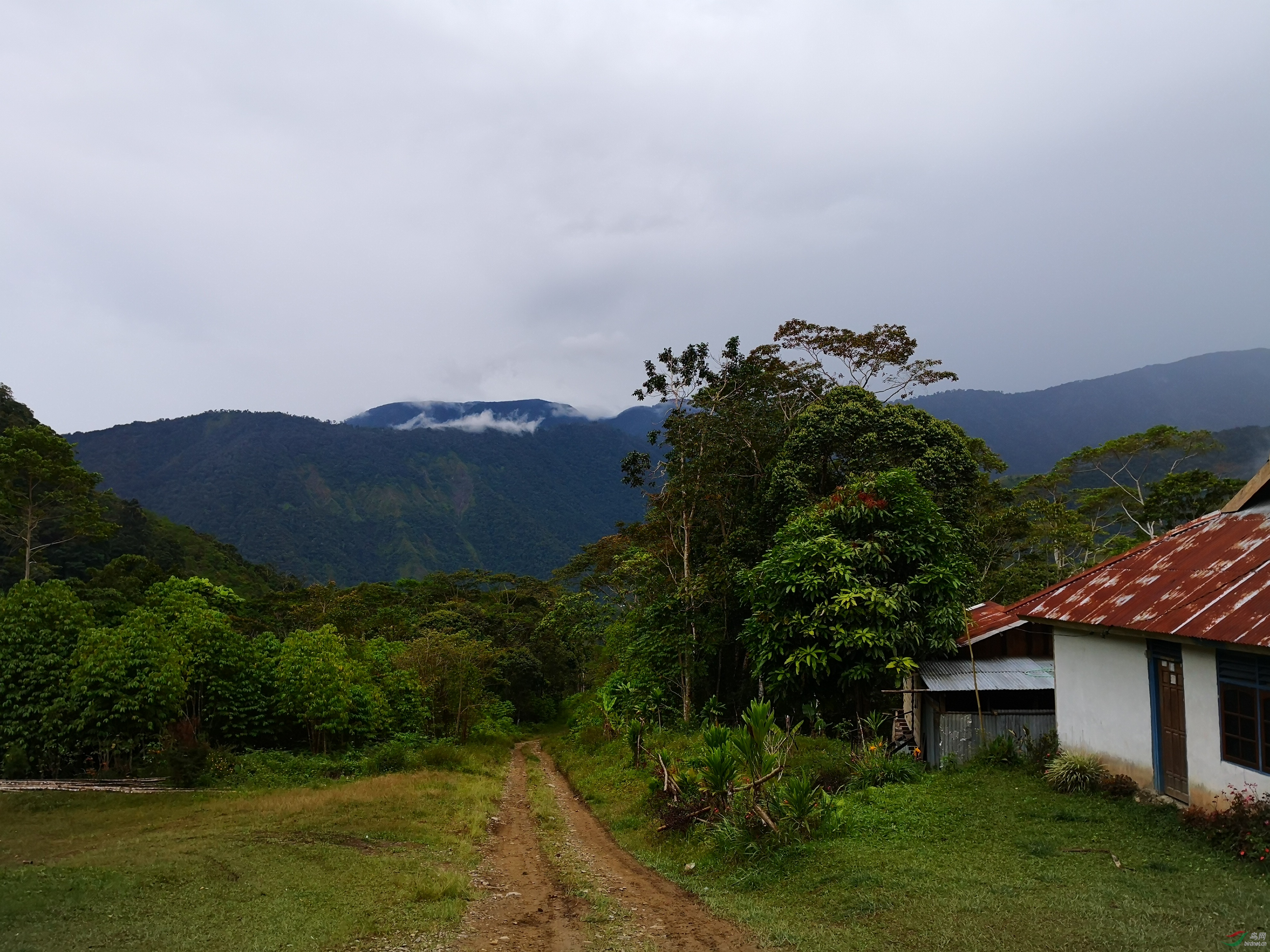 印尼西巴布亚天堂鸟拍摄报告攻略