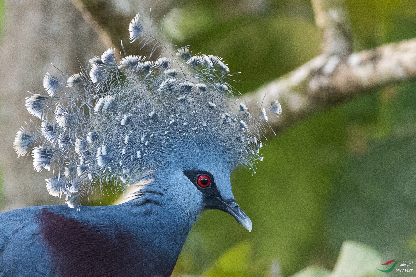 印尼西巴布亚天堂鸟拍摄报告攻略
