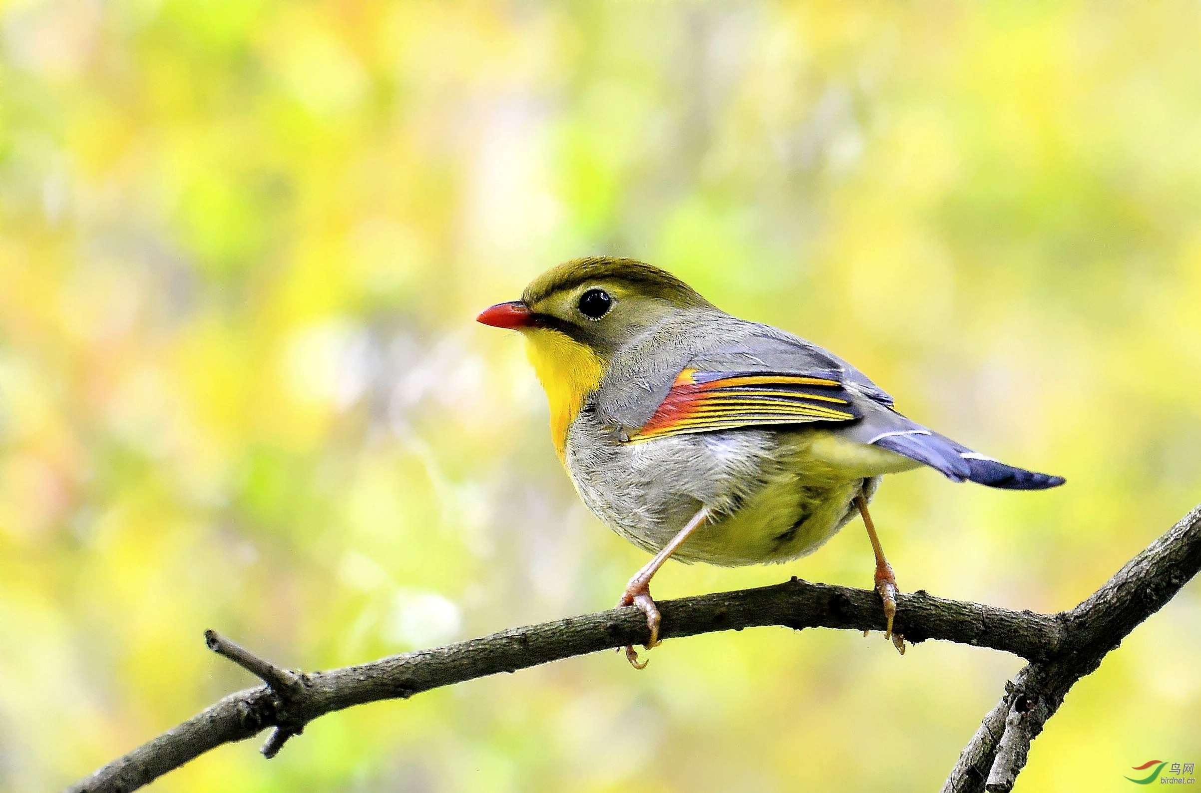 紅嘴相思鳥