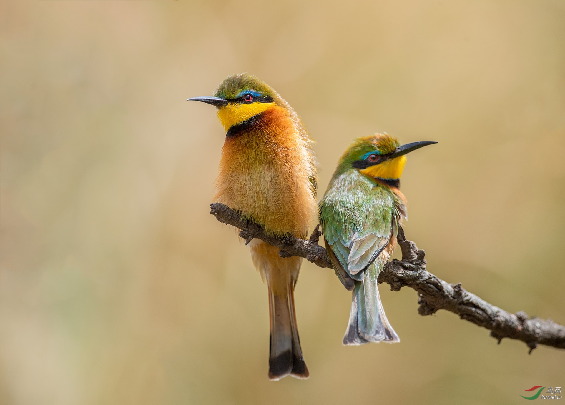 非洲小蜂虎----互不理睬