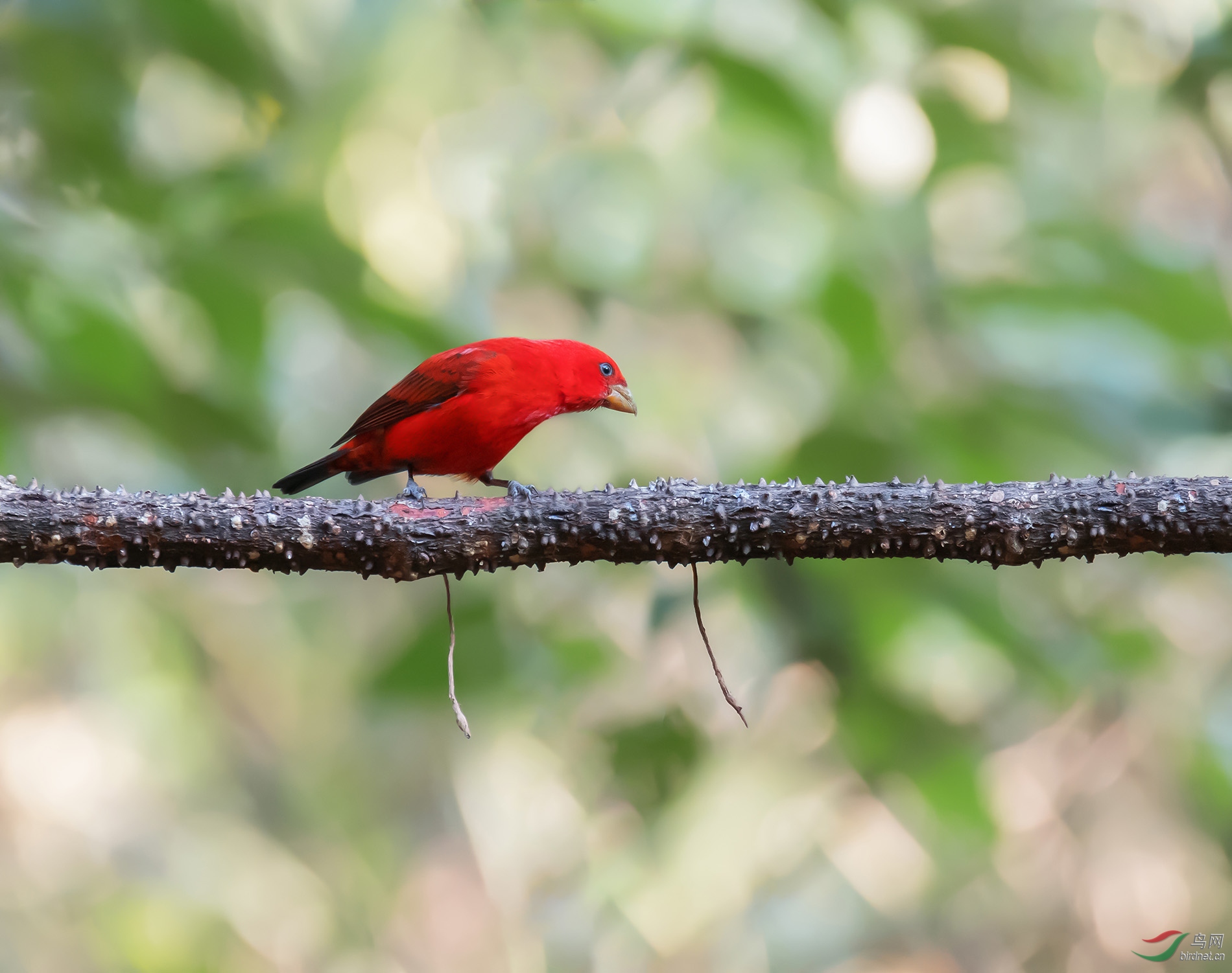 血雀- 林鸟版 鸟网