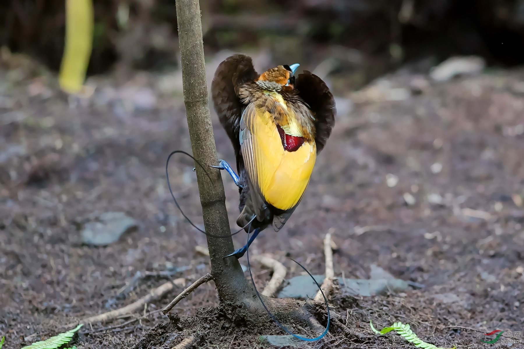 【天堂鸟】丽色极乐鸟(祝贺首页精华!