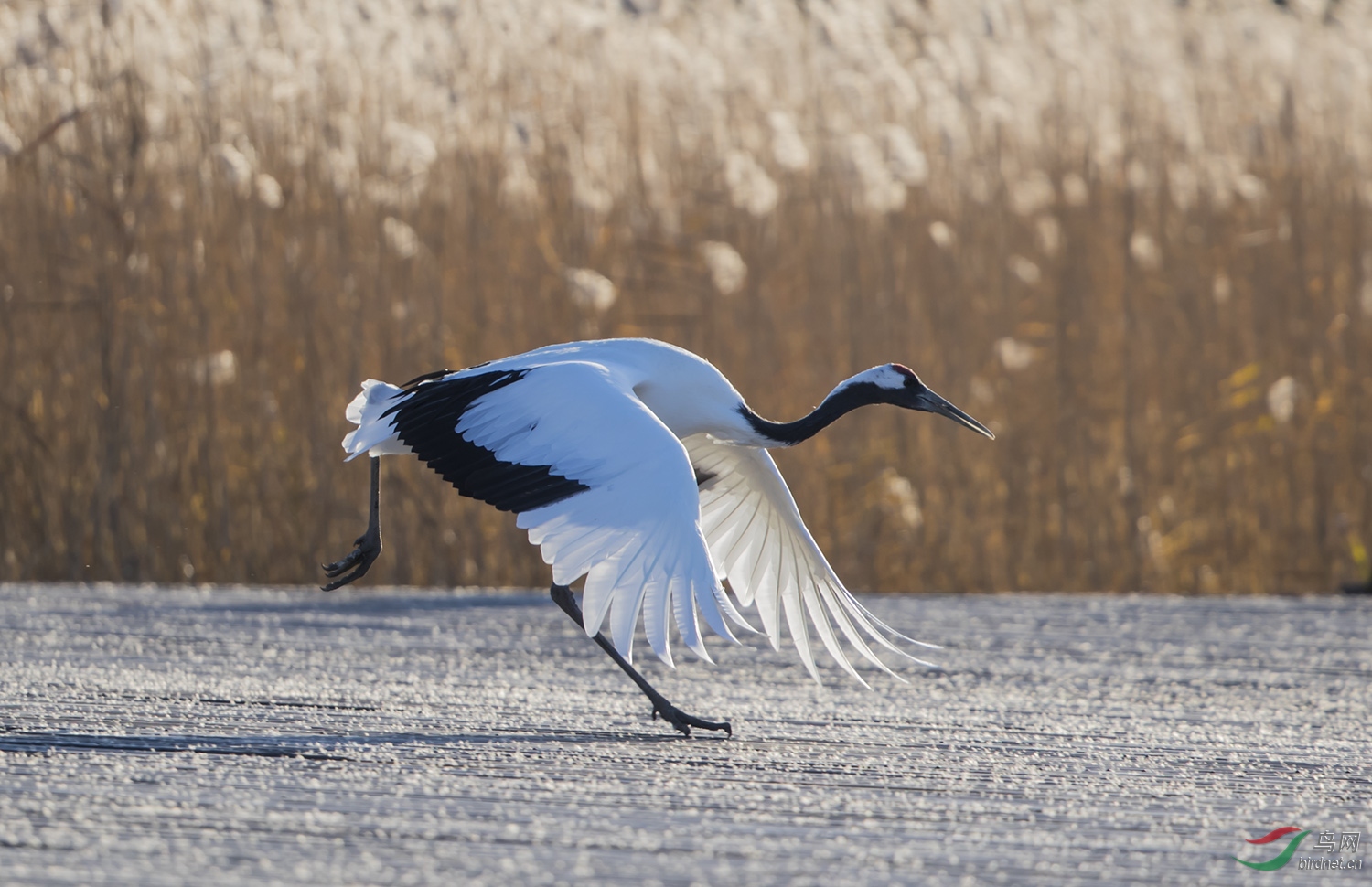 拍鹤(荣获首页精华)