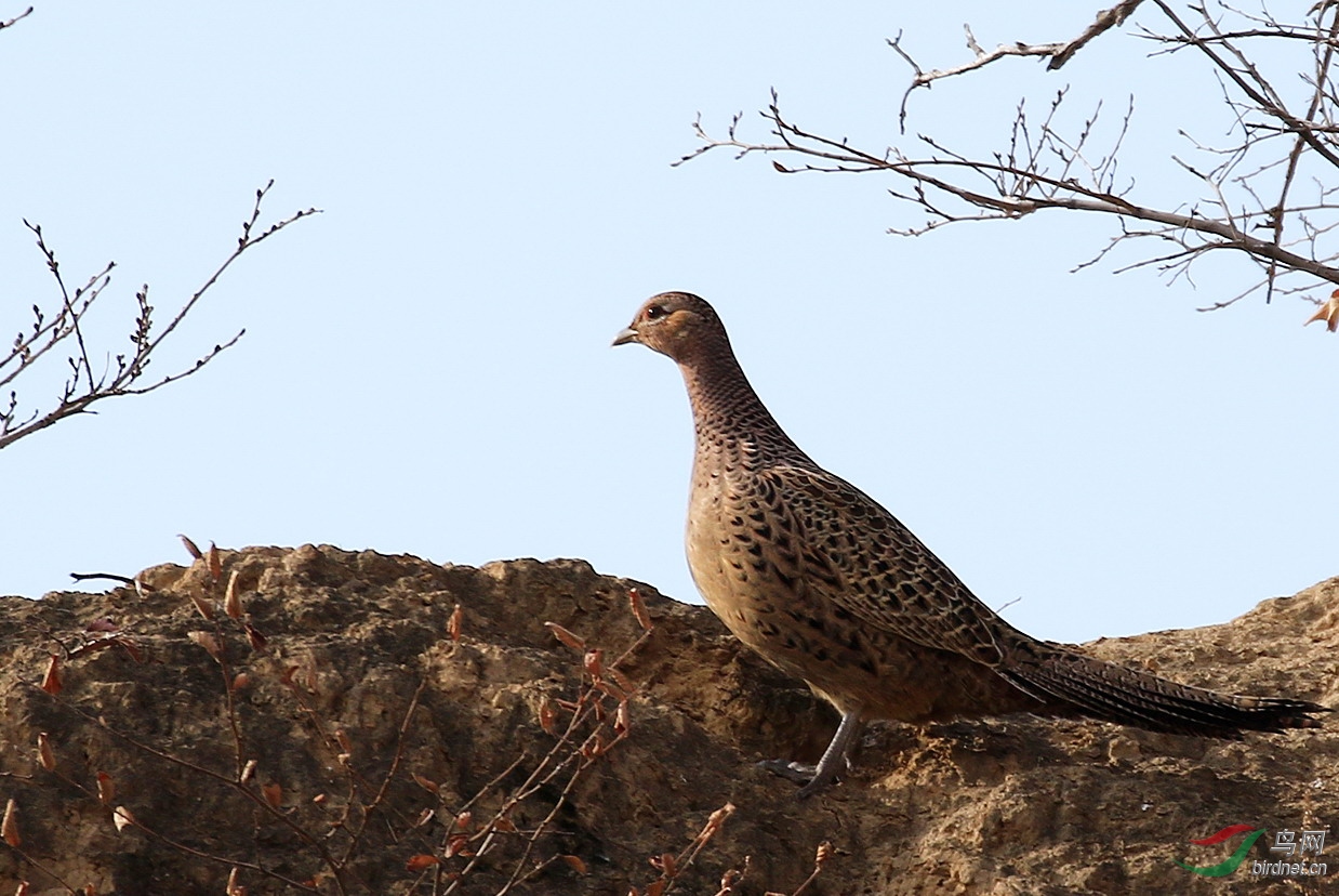 环颈雉——内蒙亚种雌鸟