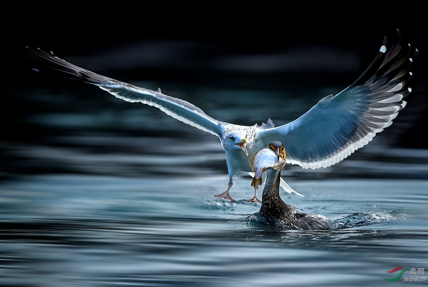 海鸥抢鱼