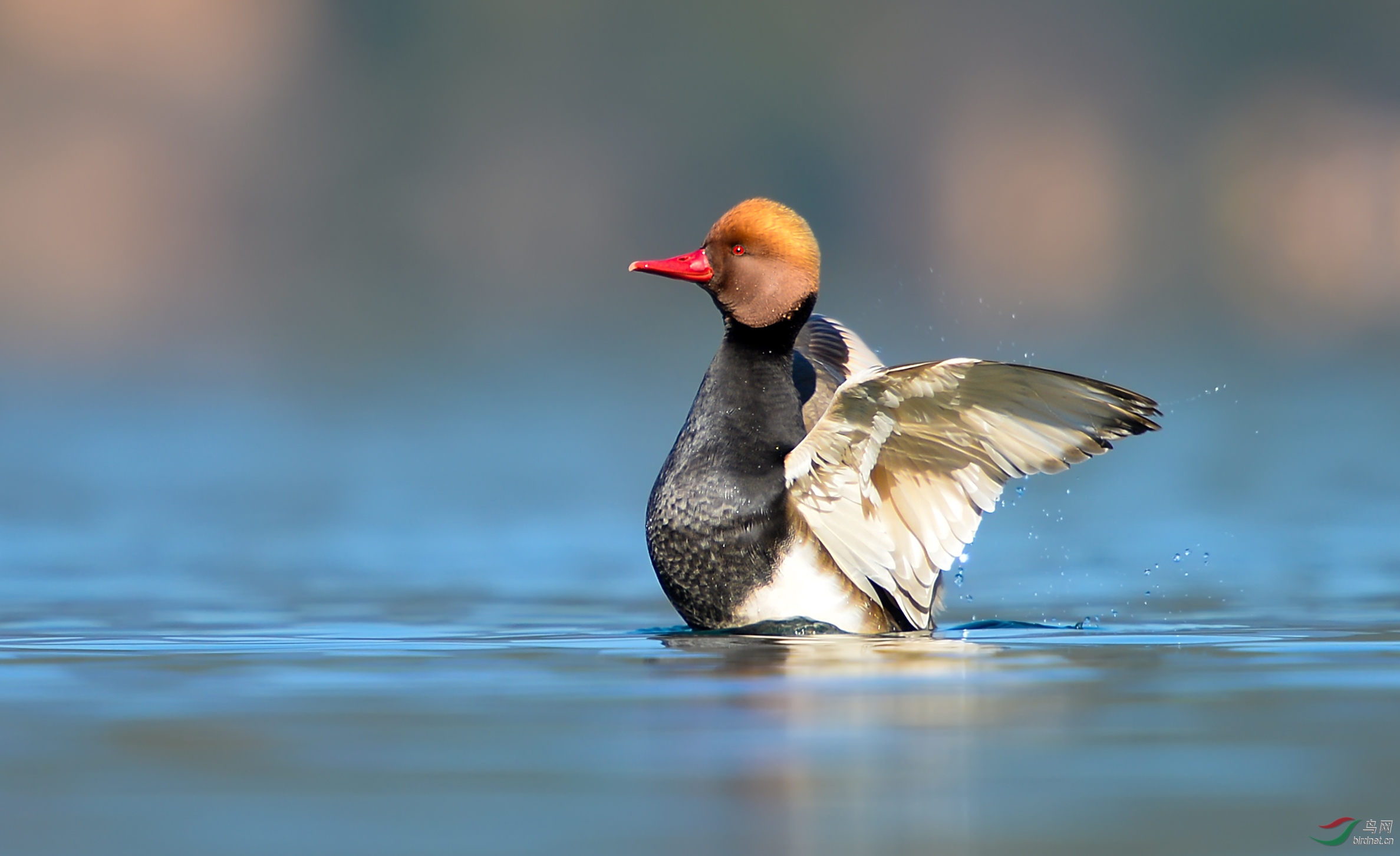 赤嘴潜鸭~~~贺图获《首页鸟类精华》 - 四川版 sichuan 鸟网