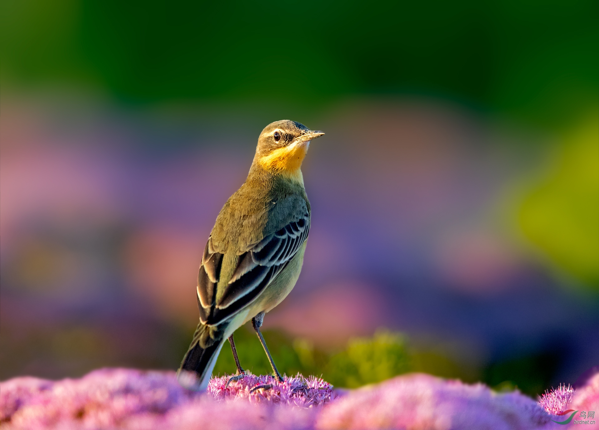 五彩缤纷的花海-黄鹡 