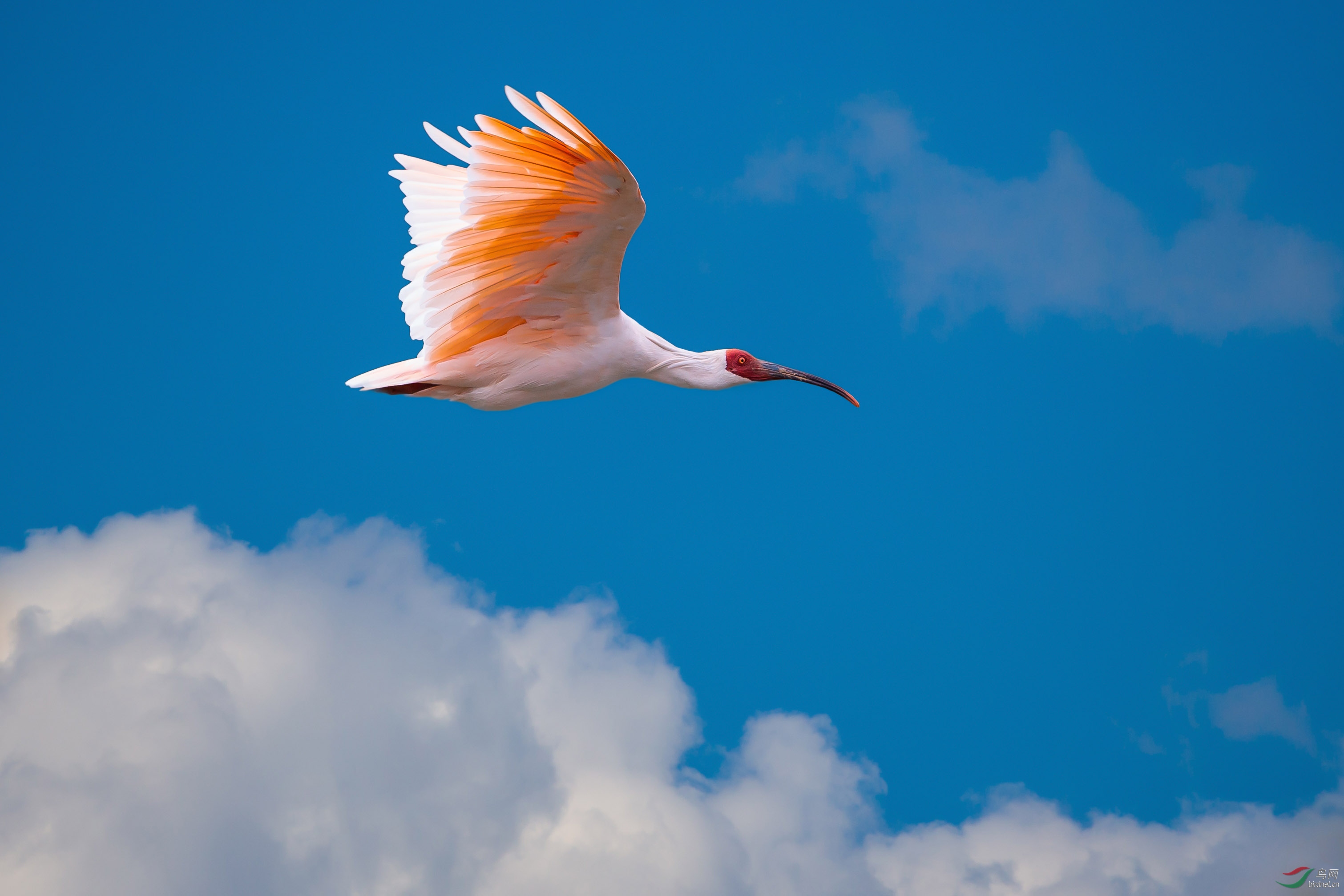蓝天白云朱鹮飞贺获首页创意类精华