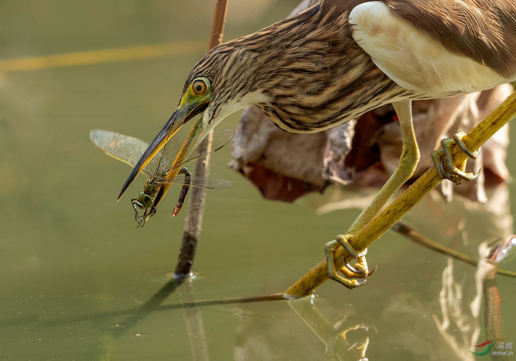 池鹭抓蜻蜓