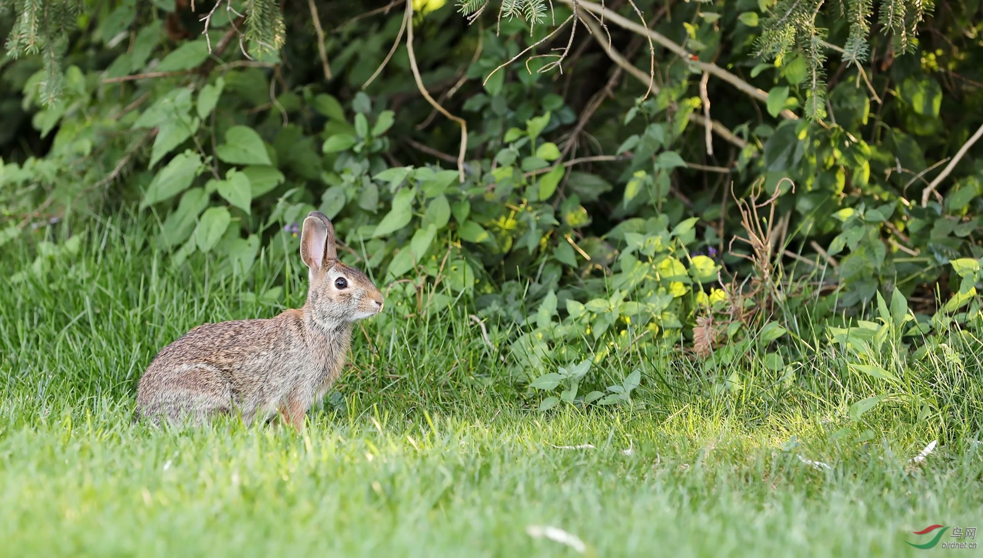 沙漠棉尾兔(加拿大)