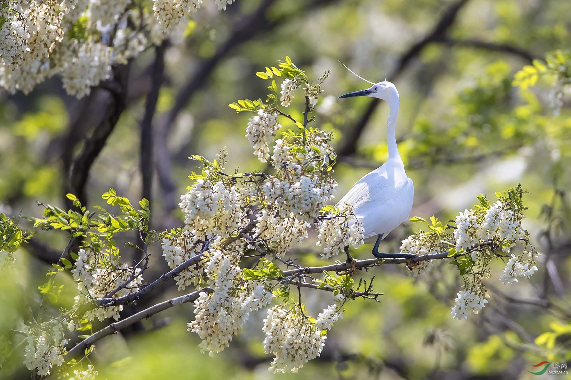 槐树花上白鹭3