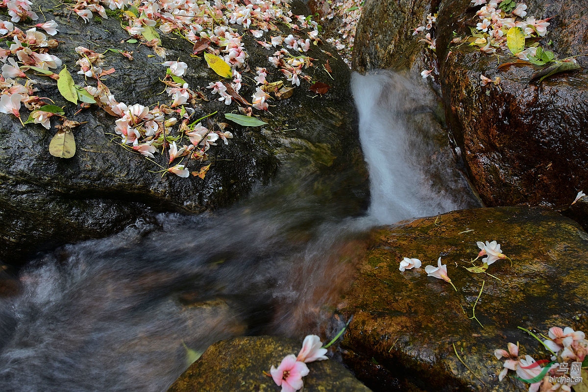 落花流水风景图片