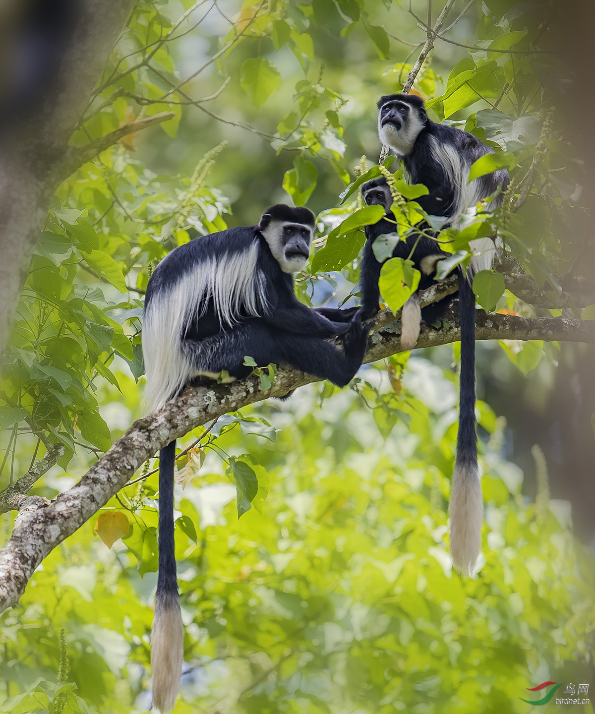 乌干达《白脸猴子》