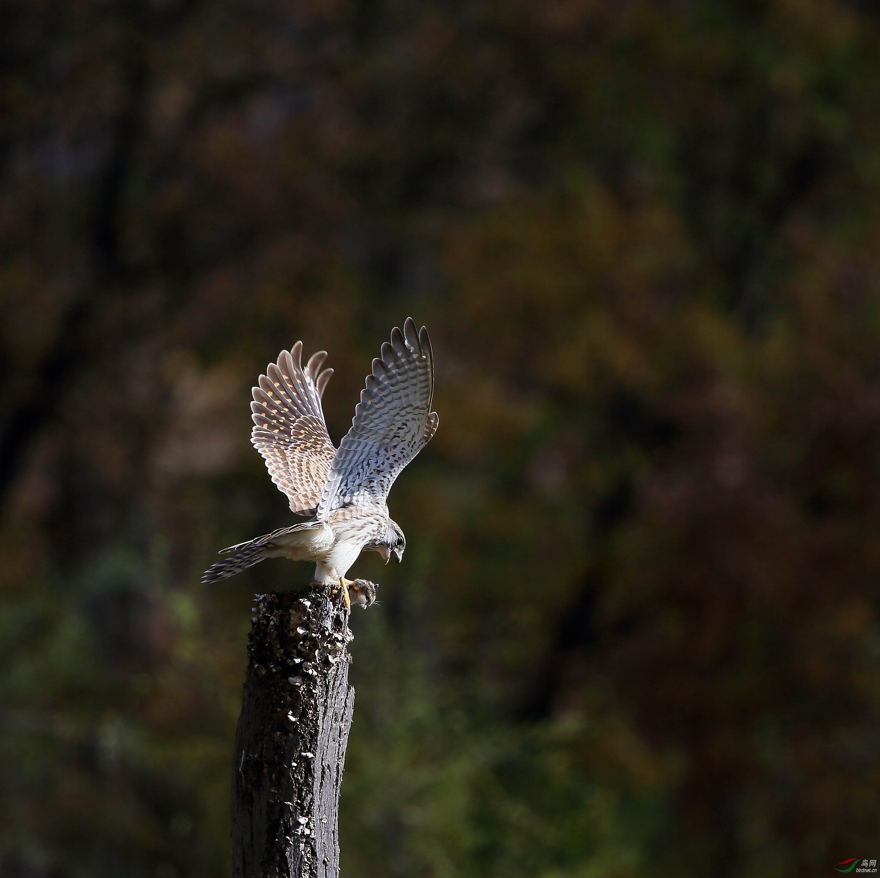 丛林法则弱肉强食——红隼逮鼠 - 野生动物风光版 鸟网