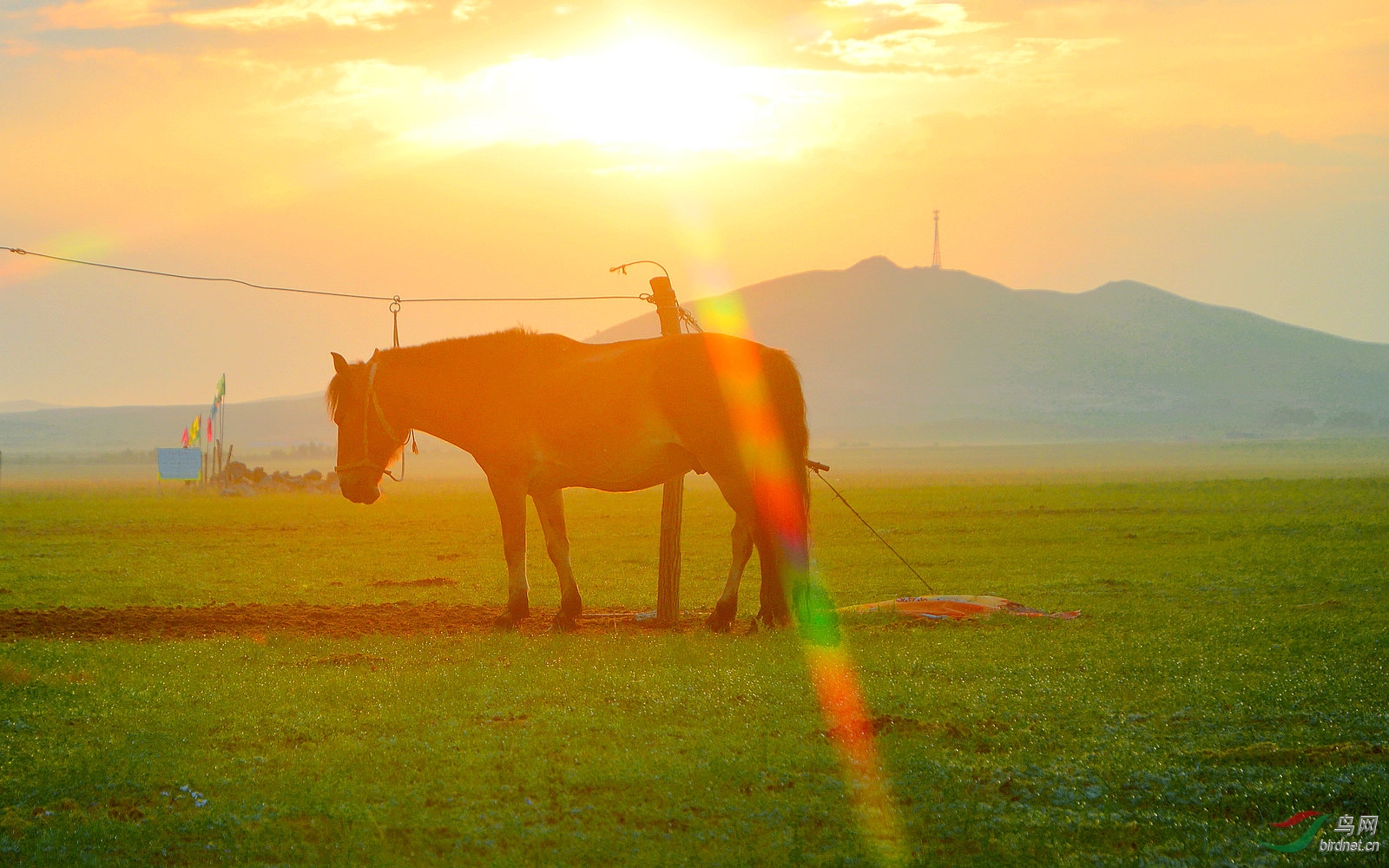 草原清晨 - 海外版 overseas 鸟网