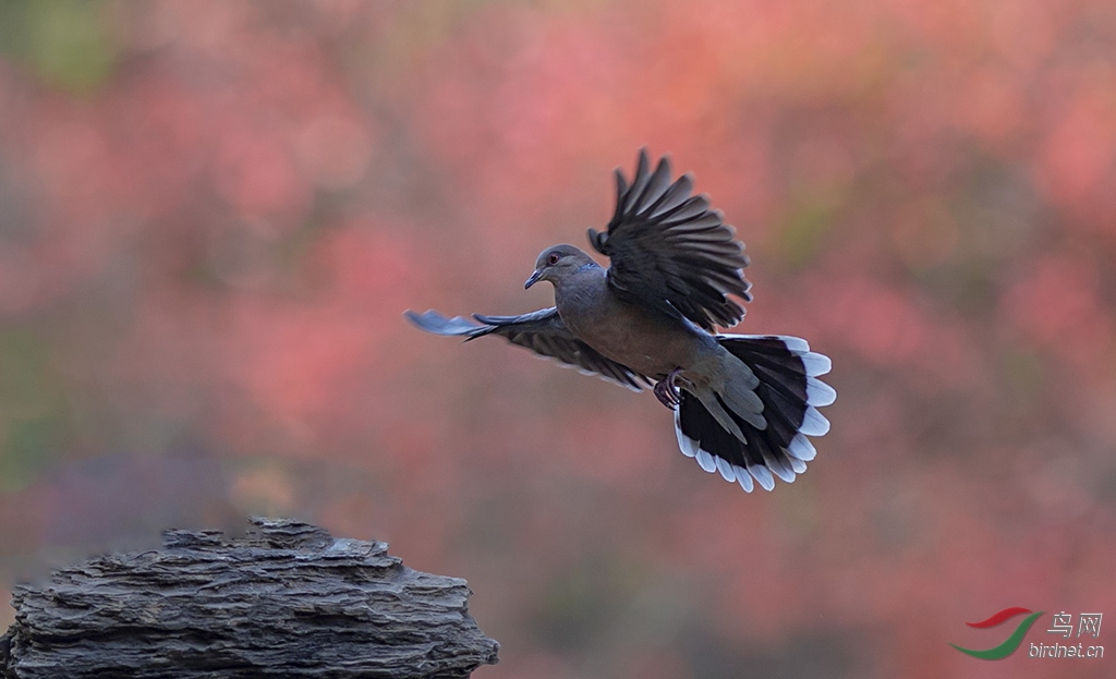 珠颈斑鸠 - 山西版 shanxi 鸟网