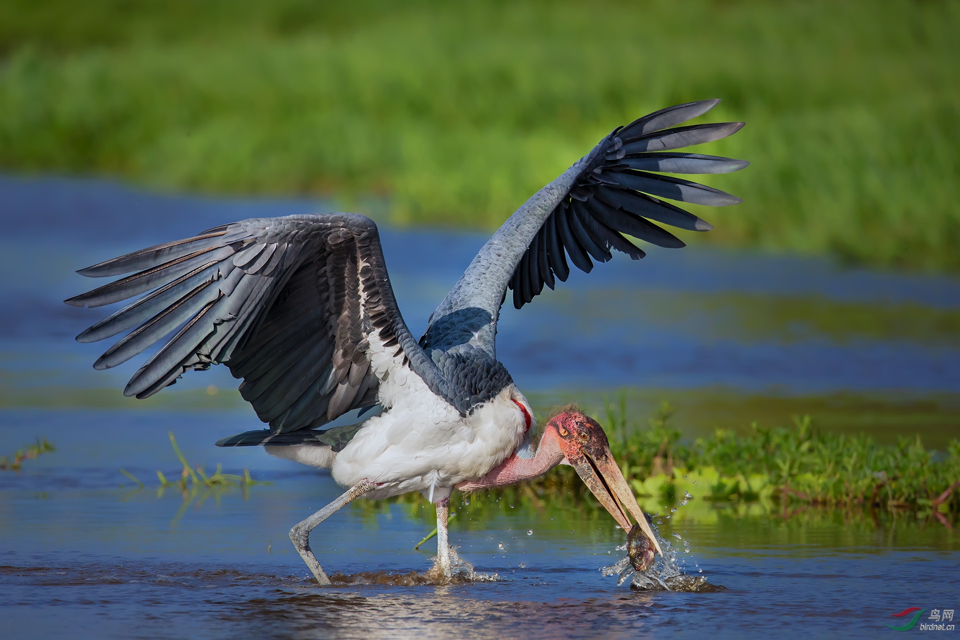 秃鹳祝贺荣获首页鸟类精华