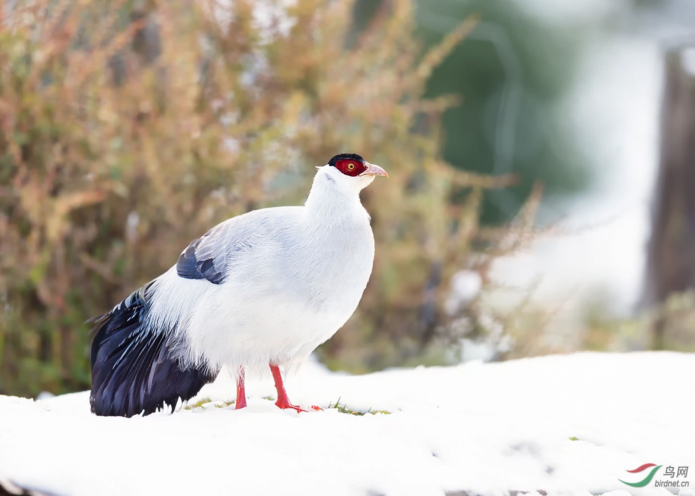 白马鸡【下雪了!】