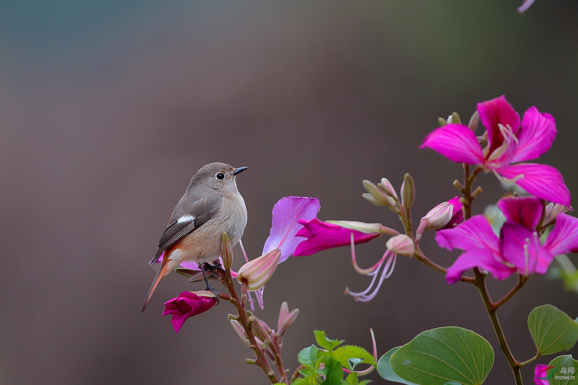 紫荆花北红尾鸲