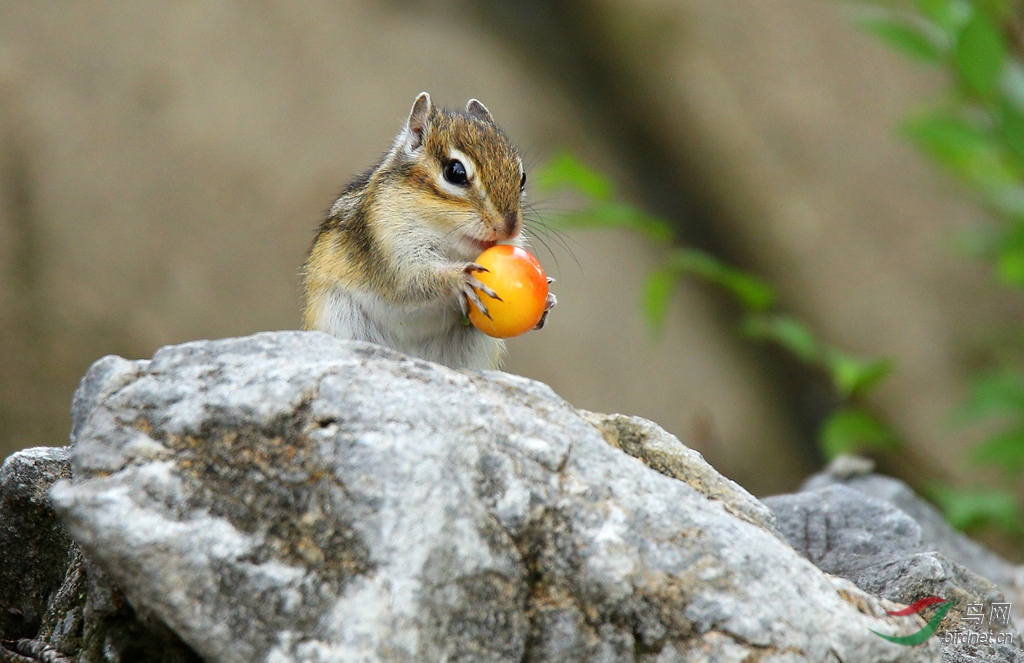 吃水果的花栗鼠