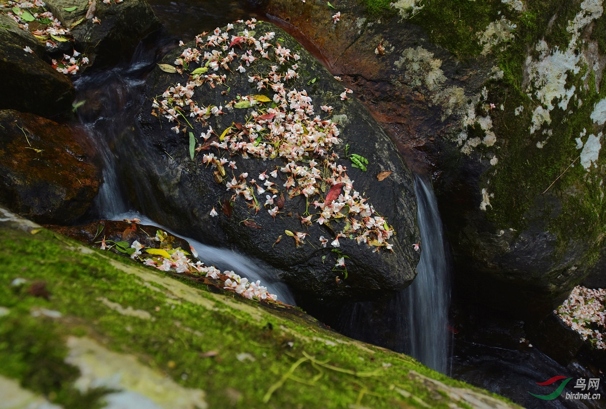 落花流水