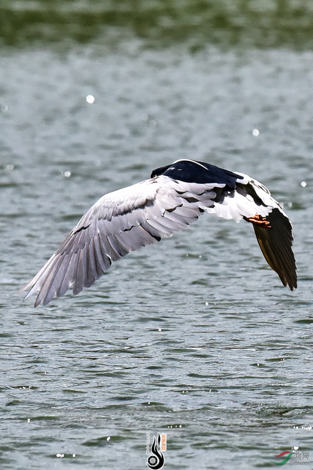 DSC_3786.JPG