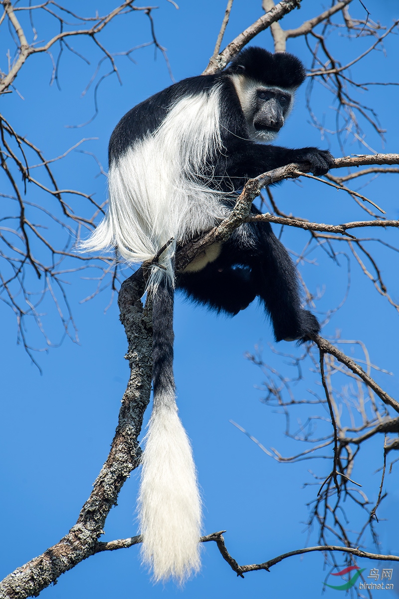 高高在上-黑白疣猴
