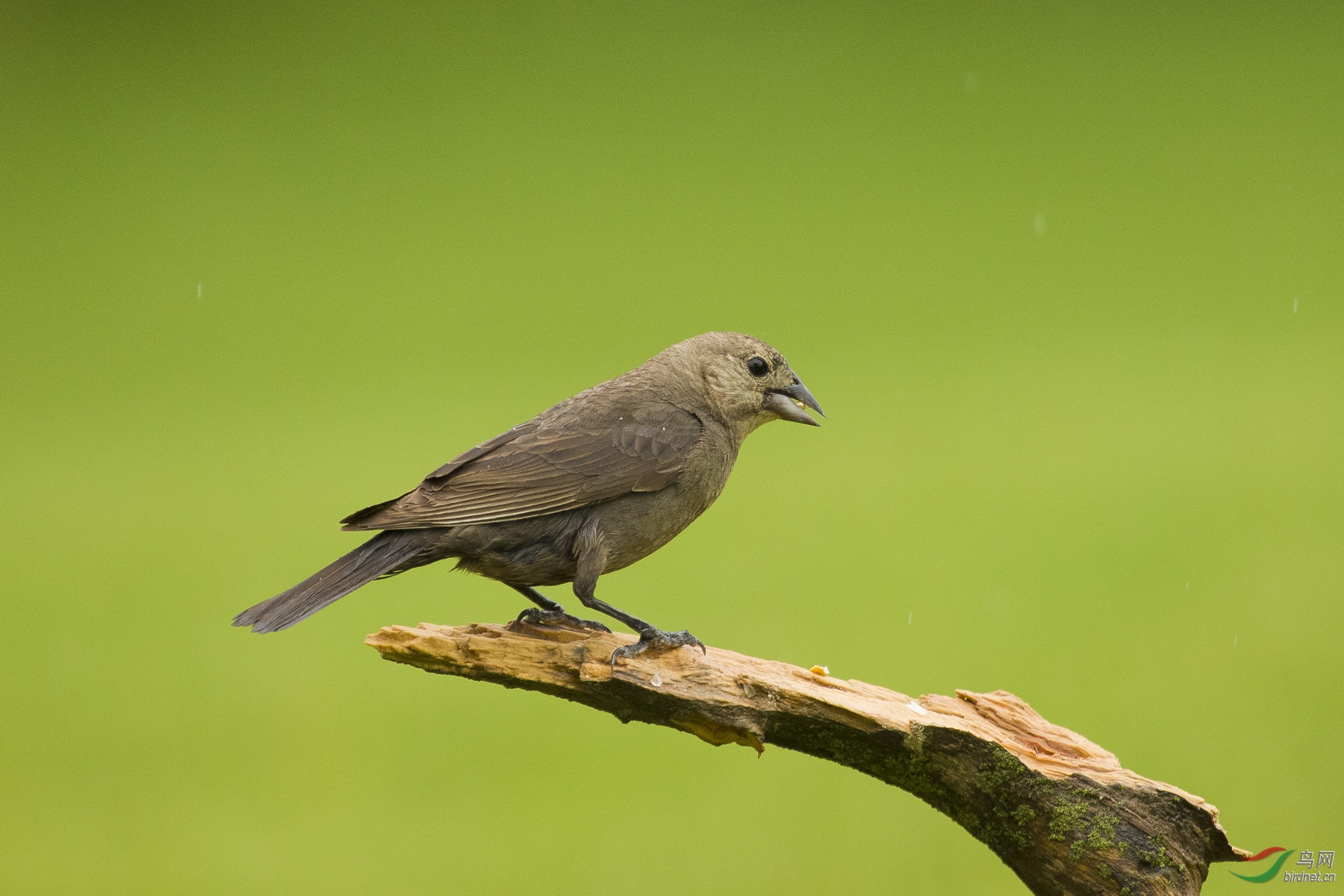[国外] 林鸟------褐头牛鹂【北美】