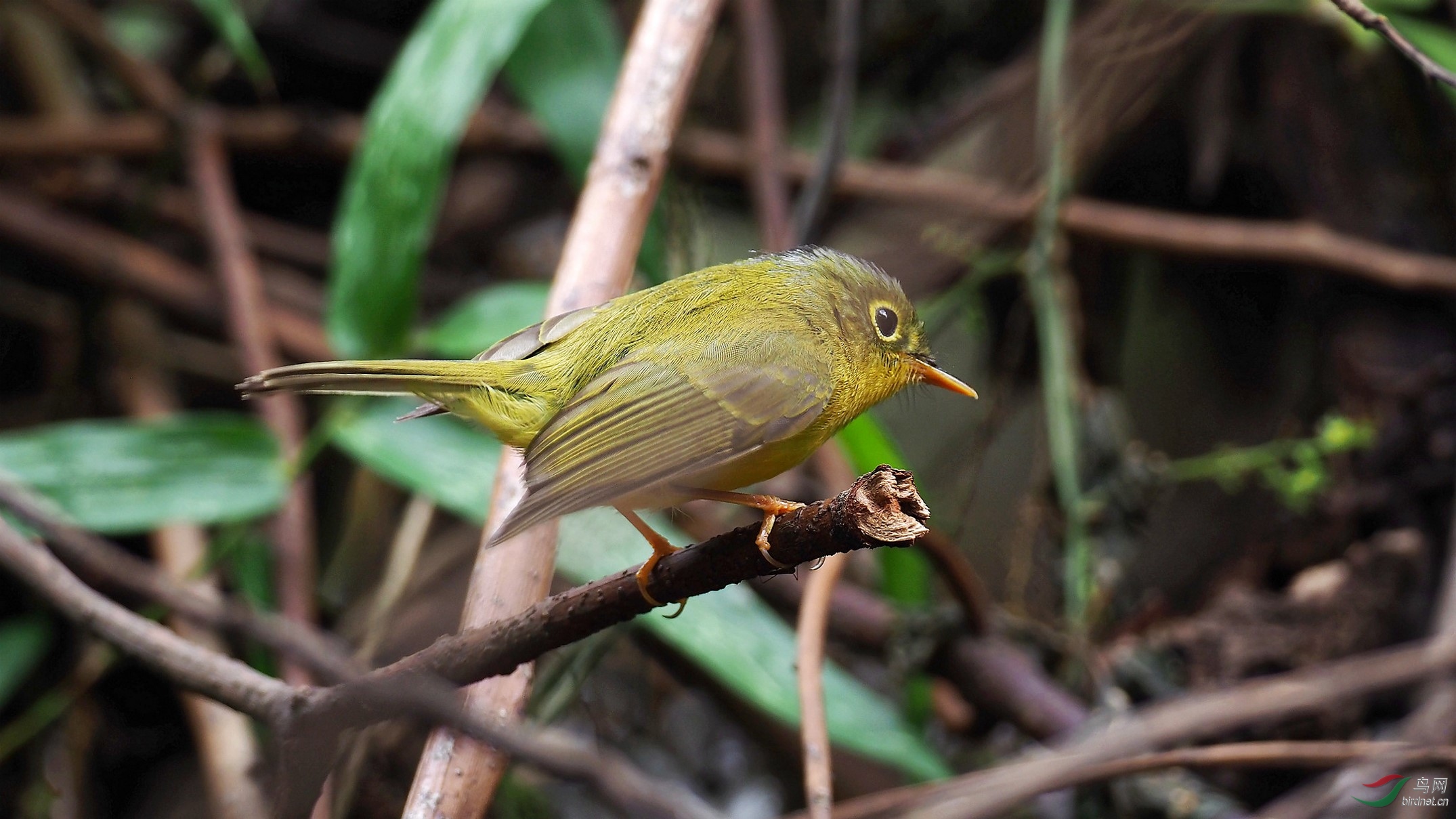 川大天使林中的小精灵金眶鹟莺