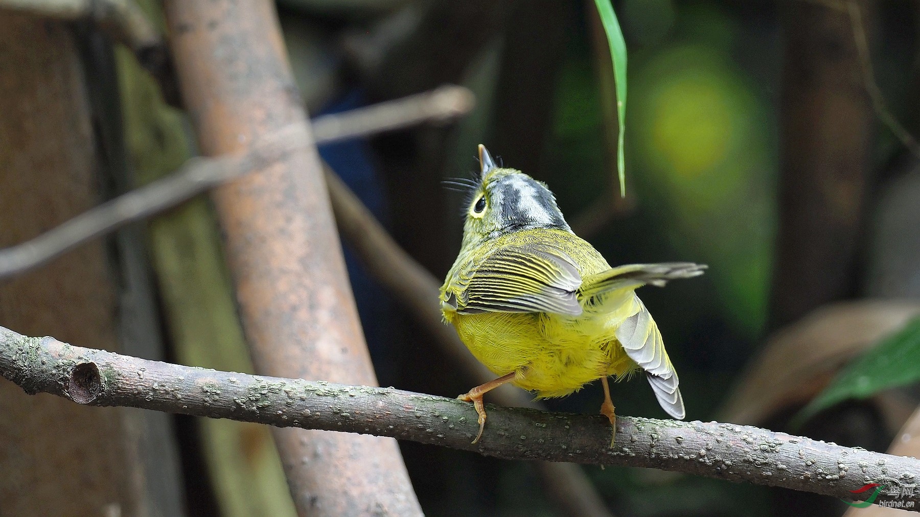 川大天使林中的小精灵金眶鹟莺