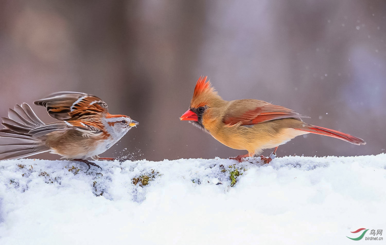 《对峙觅食》-北美朱红雀(雌)与鹀鸟【恭贺老师荣获首页精华】