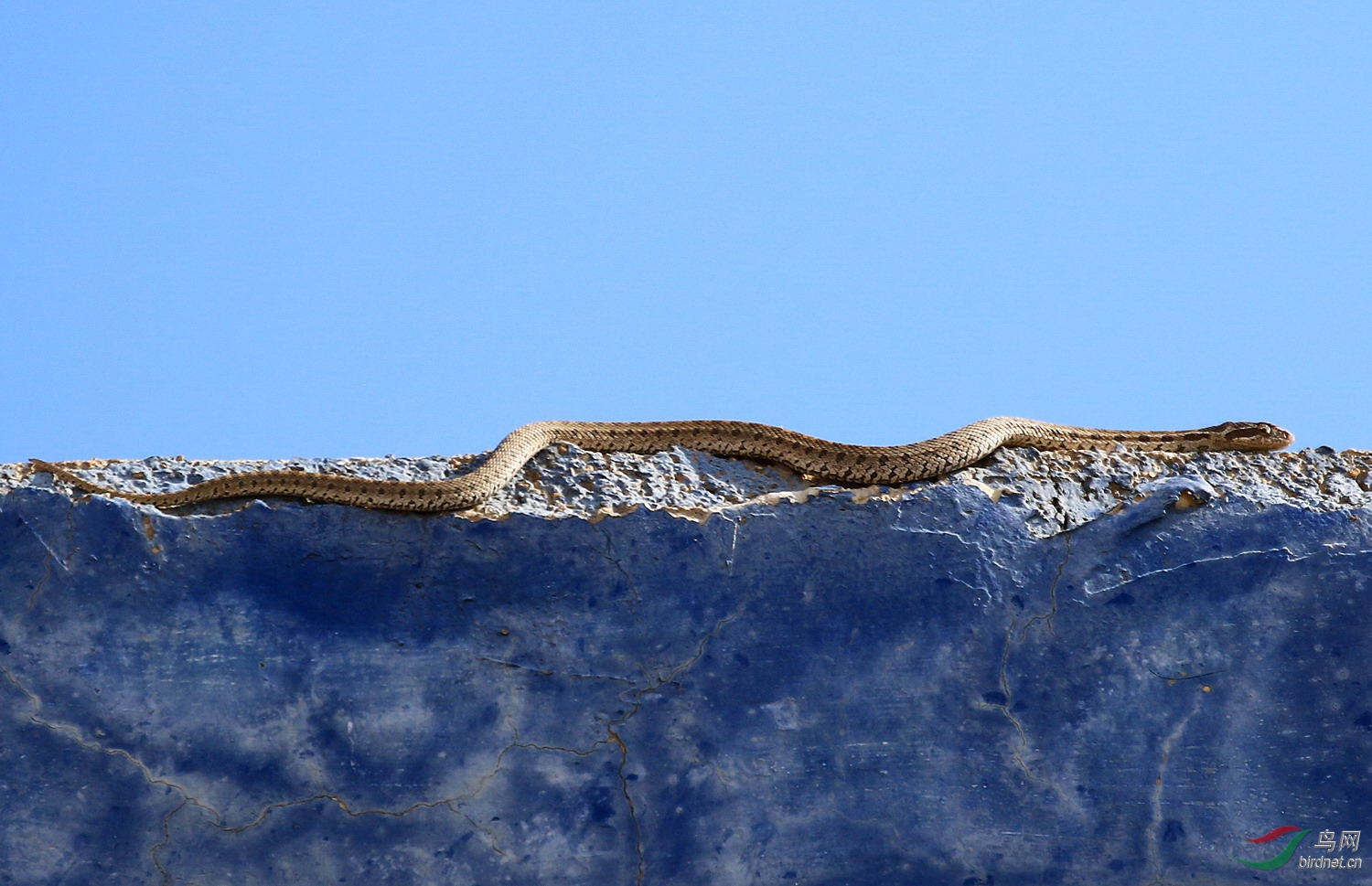顺天野老:高原上的蝮蛇